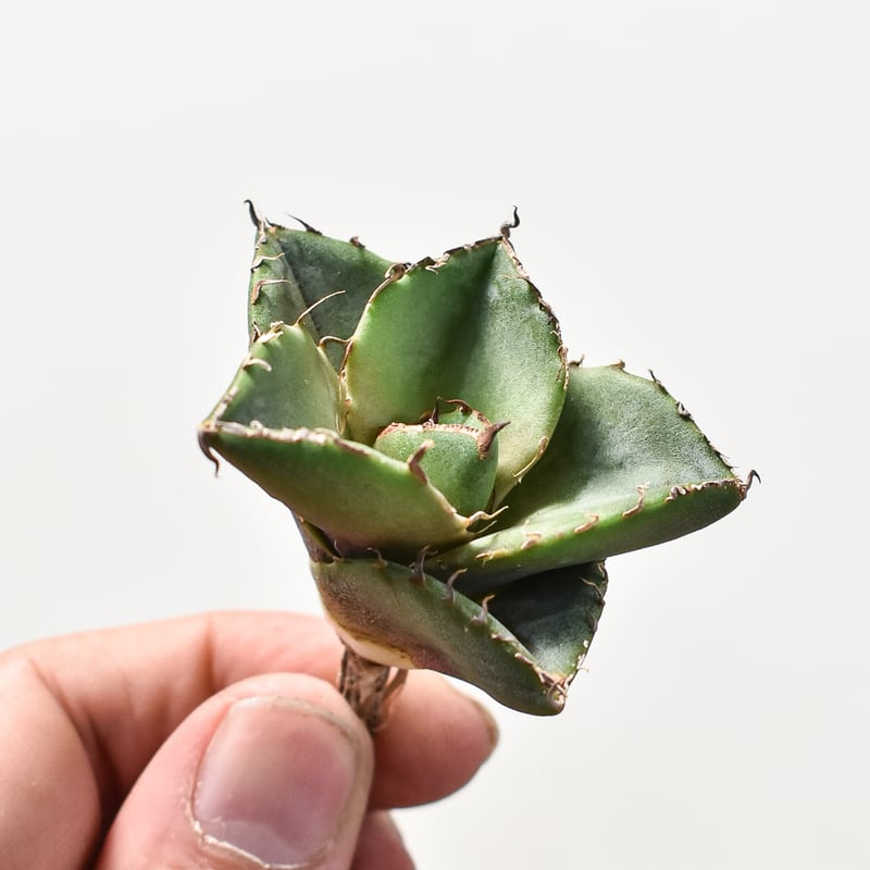 アガベ チタノタ 