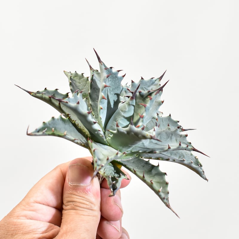 アガベ hybrid イシスメンシス×エボリスピナ/甲蟹X妖炎 【台湾 dragon