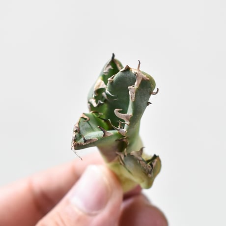 アガベ チタノタ "ピカチュウ/鬼爪" 【台湾 dragon agave産/抜き苗/子株】115