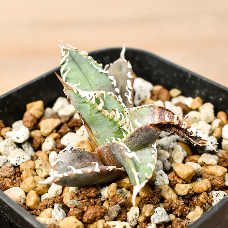 アガベ チタノタ ゴジラ 