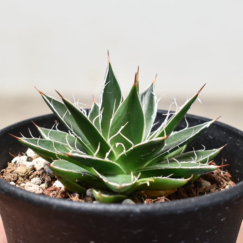 アガベ フィリフェラ 