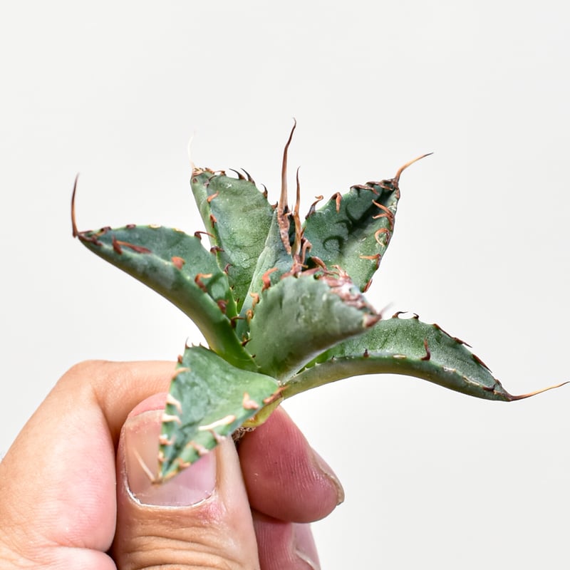 ユタエンシス エボリスピナ×ブラックアンドブルー