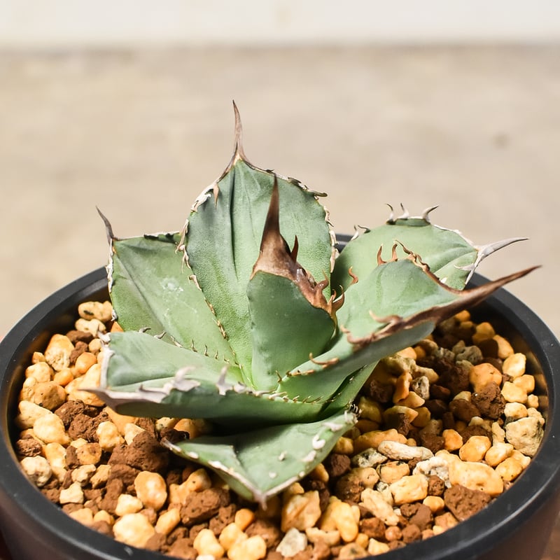 アガベ チタノタ 