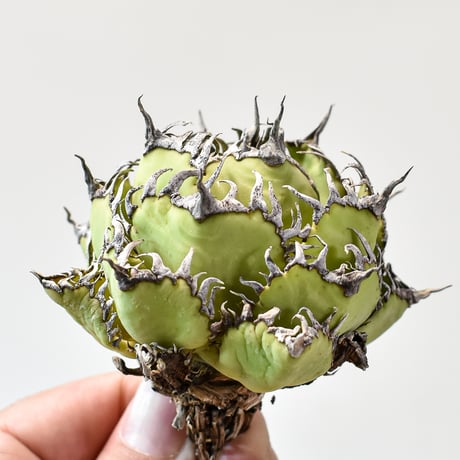 アガベ チタノタ  フィリグリー"精品 圓葉拇指"【台湾 dragon agave産/抜き苗/中株】427 DGC2409048