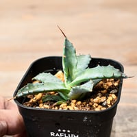 アガベ チタノタ DENNIS040 