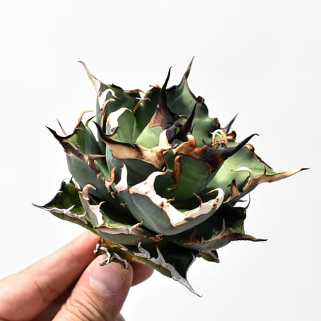 アガベ チタノタ "精品ハデス" / 精品黒帝斯、精品恐竜牙歯 【台湾 dragon agave産/中株/抜き苗】D RF25011902