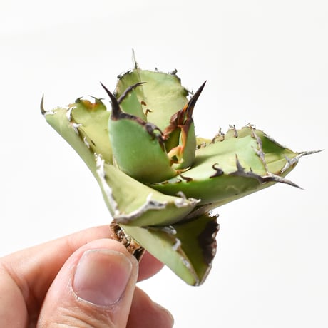 CATEGORY アガベ チタノタ 虎鯨 