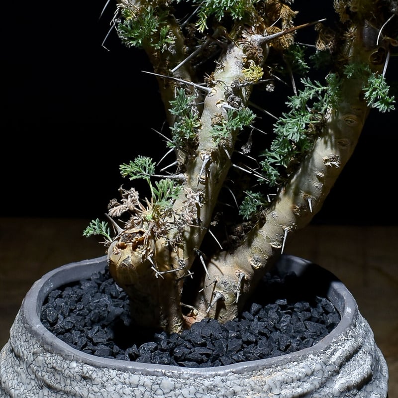 サルコカウロン へレー 