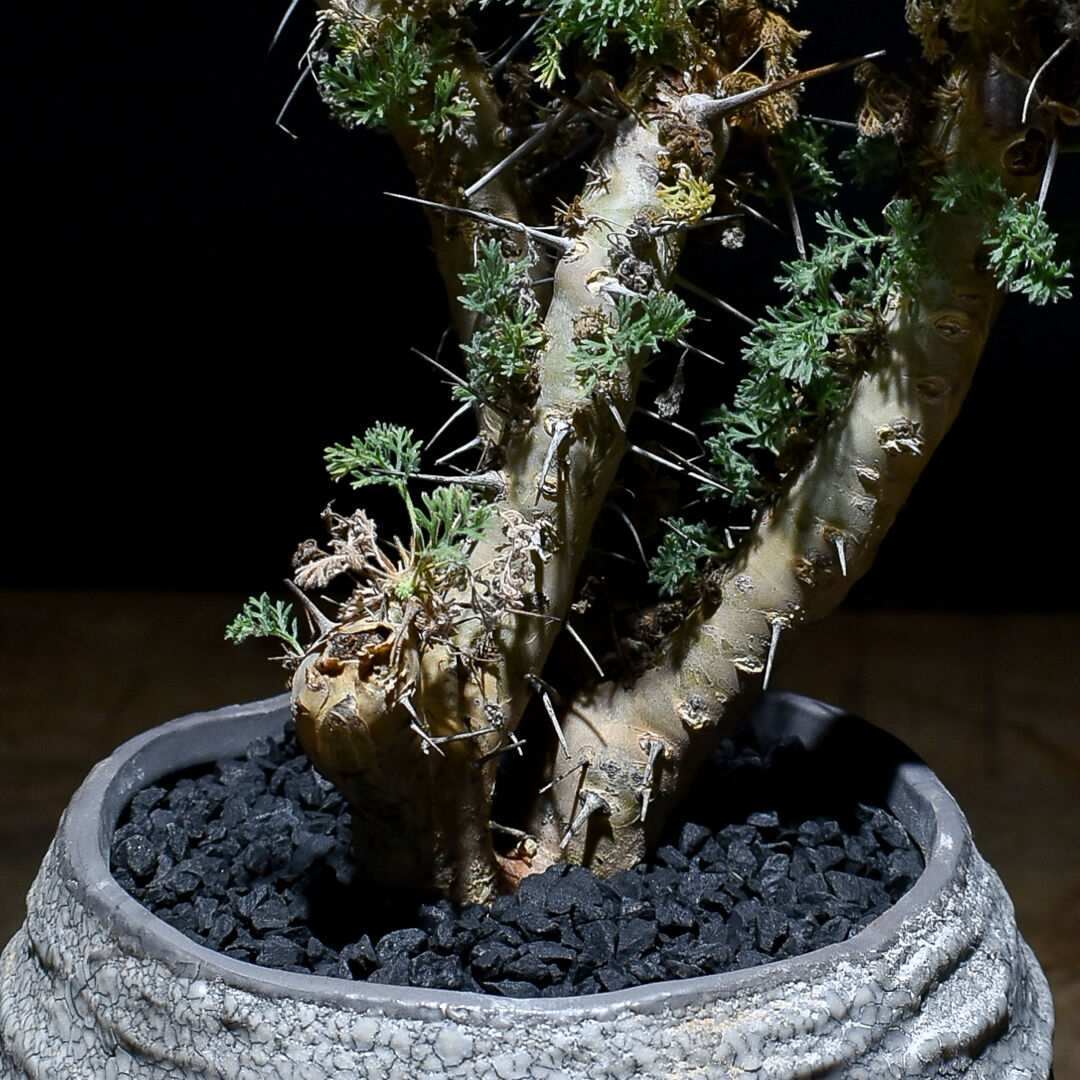 サルコカウロン へレー 