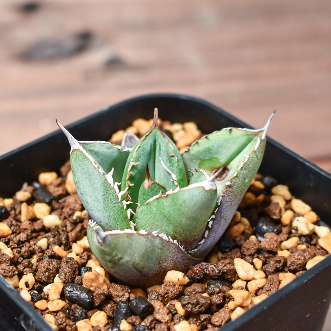 アガベ　チタノタ　ハデス　子株付き アガベチタノタハデス子株付き！コレクション！