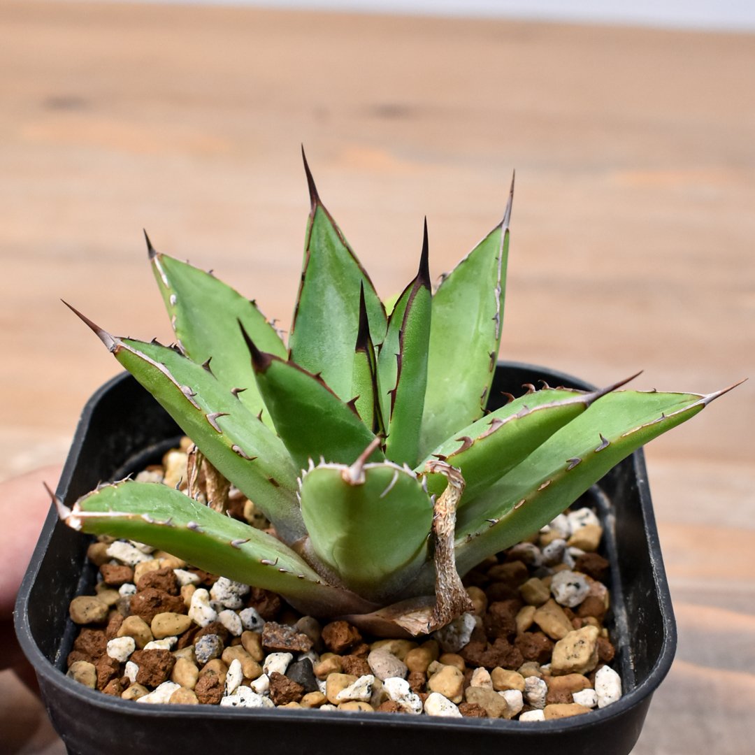 アガベ Dennis hybrid 甲蟹X笹之雪 【台湾DENNIS産/実生】DN25010