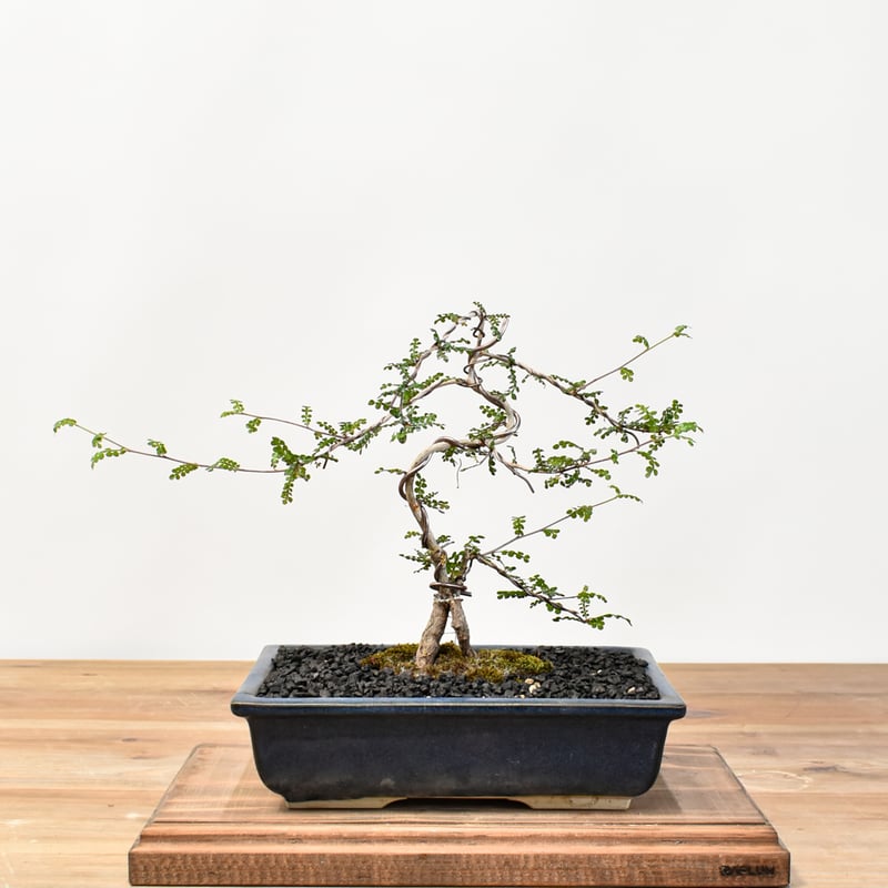 オペルクリカリアデカリー オペルクリカリア デカリー | STELLA.PLANTS