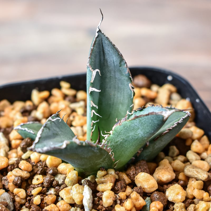 アガベ チタノタ GPF01 中株 アガベ チタノタ GPF01 中株 アガベ