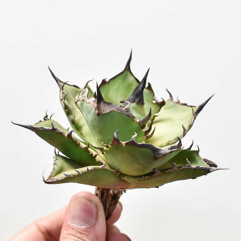 特選SSSS級 アガベ チタノタ ハデス Hades 黒帝斯 恐龍牙歯 超陽炎 アガベ チタノタ ハデス 