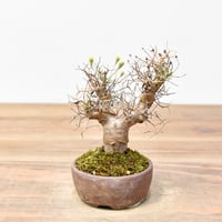 チレコドン レティキュラーツス 