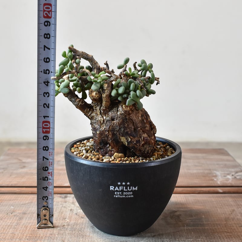 ケラリア　ピグマエア　発根済み ケラリア ピグマエア 【発根済】A | RAFLUM / ラフラム｜東京