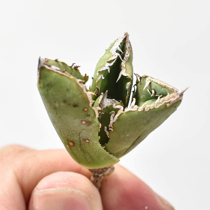 アガベ チタノタ 麻花龍 【台湾 berlin産/子株/抜き苗