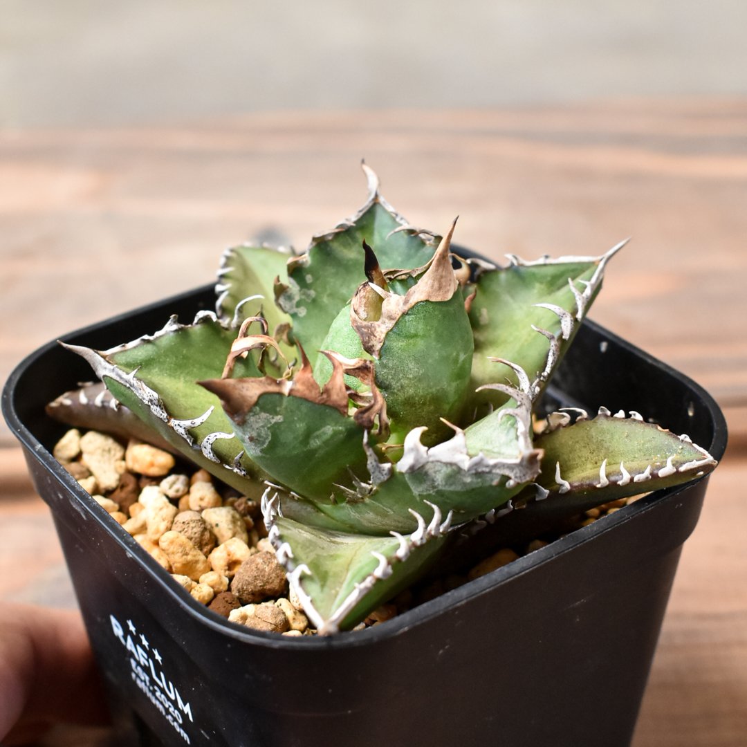 “赤猫”【Dragon Agave 輸入株】 アガベ チタノタ [M02] 赤猫”【Dragon Agave 輸入株】 アガベ チタノタ [M02]