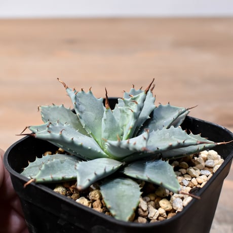 アガベ ハイブリット 日系イシスメンシス×象牙妖炎（陽炎エボリ）【台湾botanical_seeker産】RF25011364