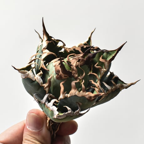 アガベ チタノタ 精品シーザー / 精品凱撒  【台湾 dragon agave産/中株/抜き苗】A72
