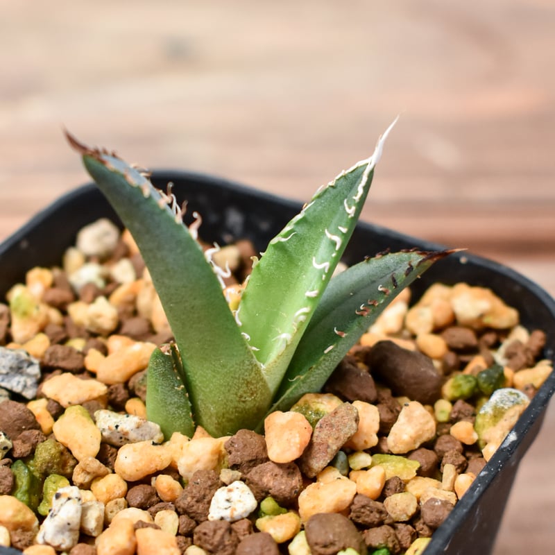 アガベ チタノタ DENNIS040 デニス040 