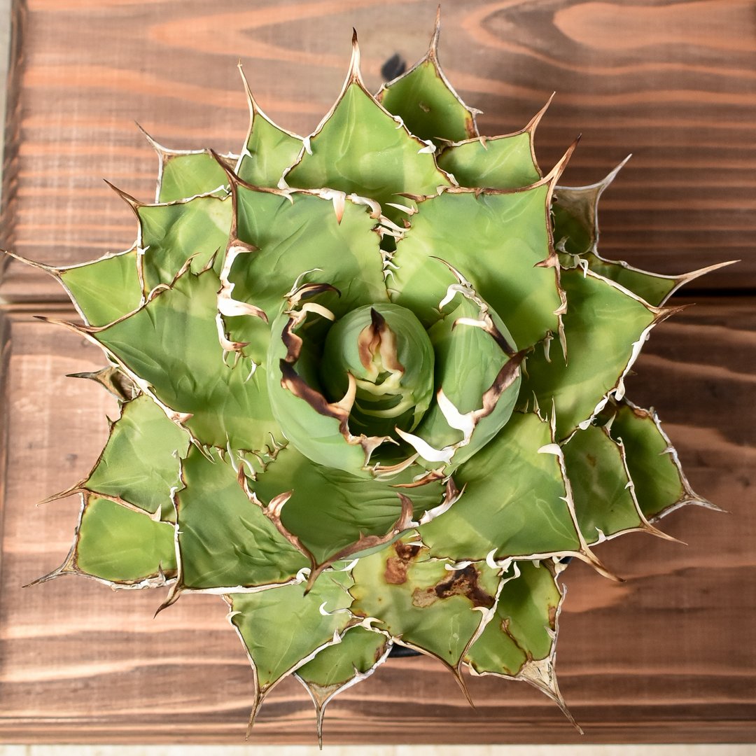 バナナピール アガベ 【中株20cm】現品 ポットごと発送 アガベバナナピール