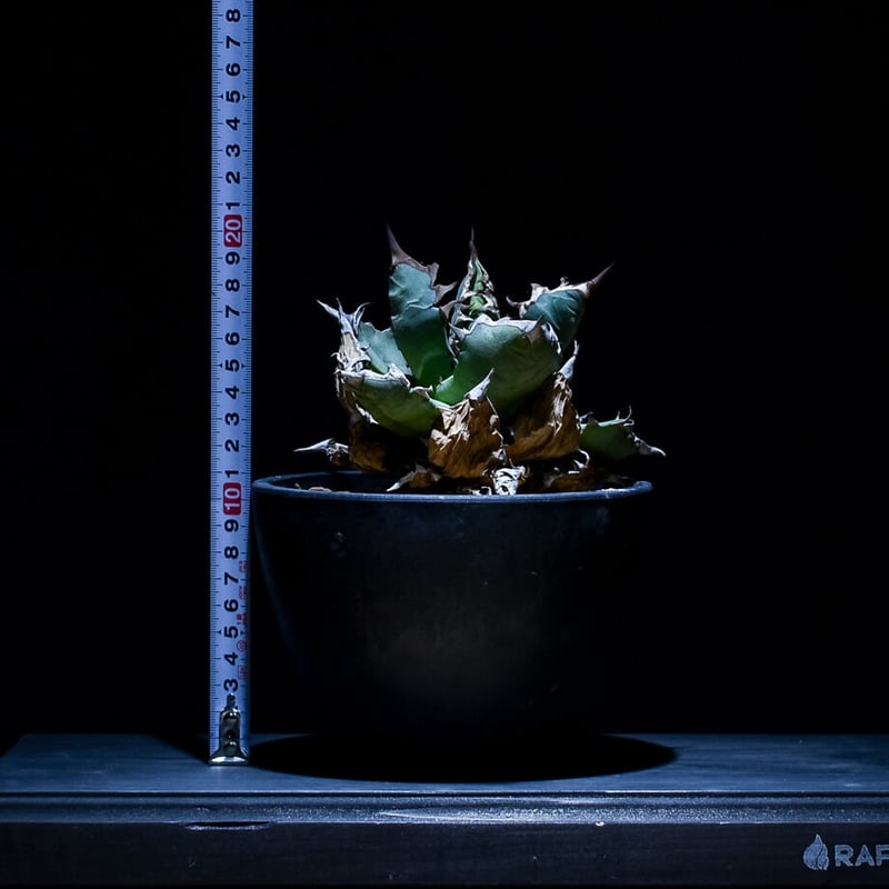 アガベ スーパーチタノタ 子株1つ 発根済み アガベスーパーチタノタ 発根