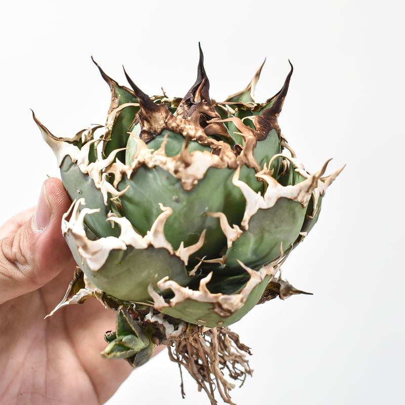 精品シーザー J株直子】アガベ チタノタ シーザー / 精品凱撒 【台湾