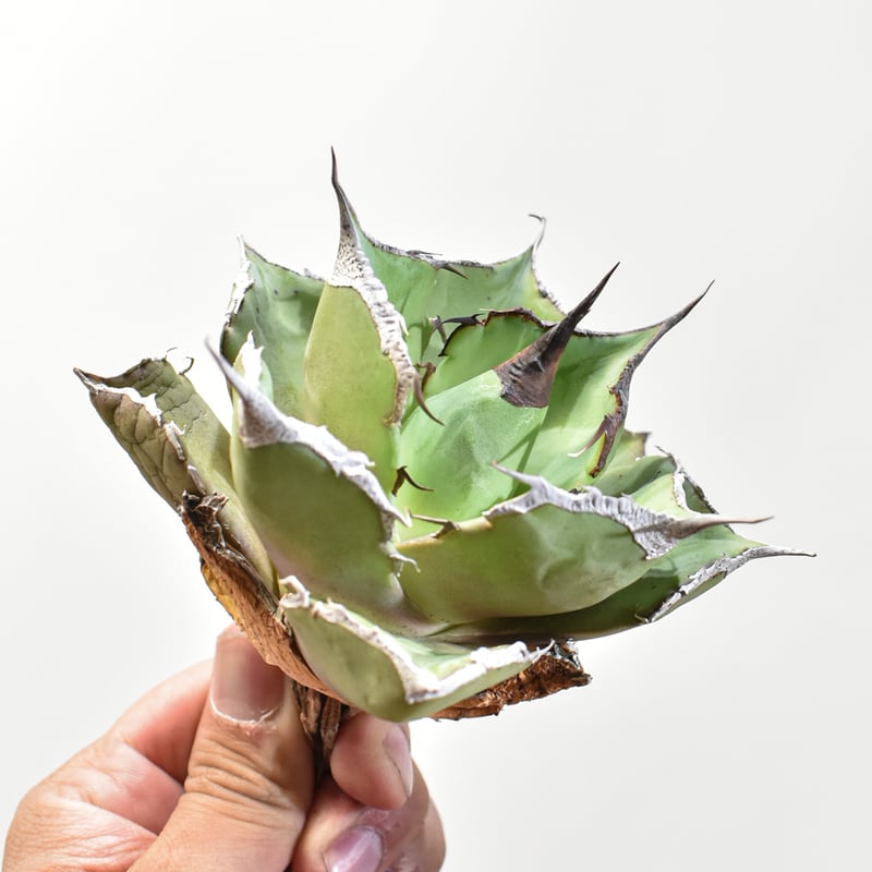 アガベ チタノタ 