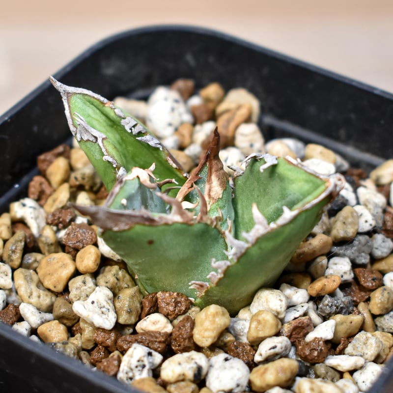 アガベ　チタノタ　ステゴザウルス　子株 アガベ チタノタ 