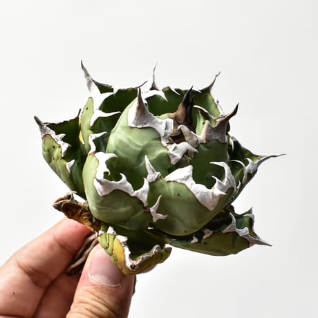 台湾産 アガベ 姫厳龍 胴切り天 アガベ姫厳龍 | STORES