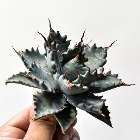 アガベ ハイブリット 特白肌怒雷神×象牙妖炎（陽炎エボリ）【台湾botanical_seeker産/選抜株】D RF25011742