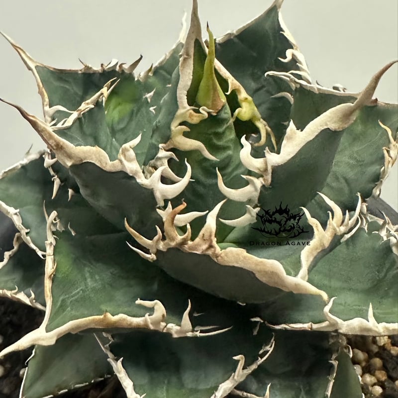 台湾アガベ berlin産 チタノタ オテロイ WF /悪魔 清櫻 台湾ゴジラ