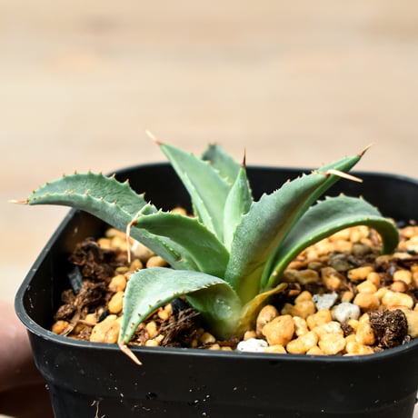 アガベ ハイブリット "吉巴羅" (特白肌怒雷神×血妖) 【台湾huplants2010産/子株販売】RF25011818