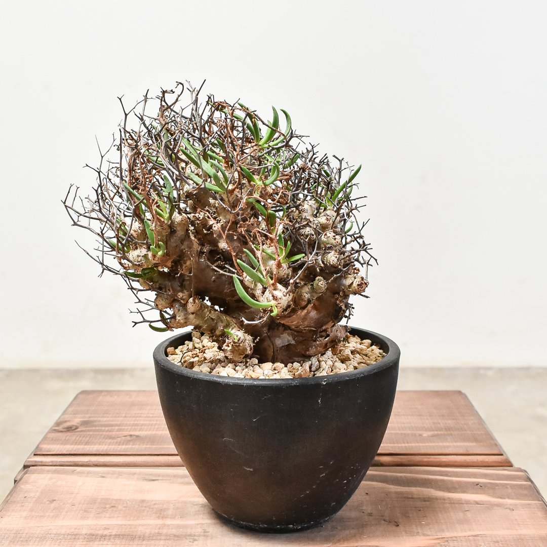 チレコドン レティキュラーツス 