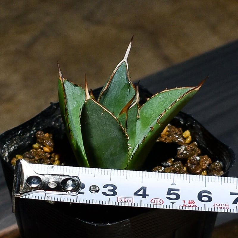 アガベ Ryu Raise'🌱🎰🍜🤛 (@Raiseplants) / X