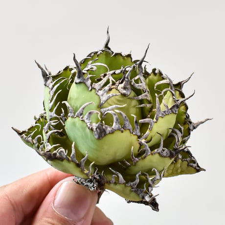 アガベ チタノタ  フィリグリー"精品 圓葉拇指"【台湾 dragon agave産/抜き苗/中株】427 DGC2409048