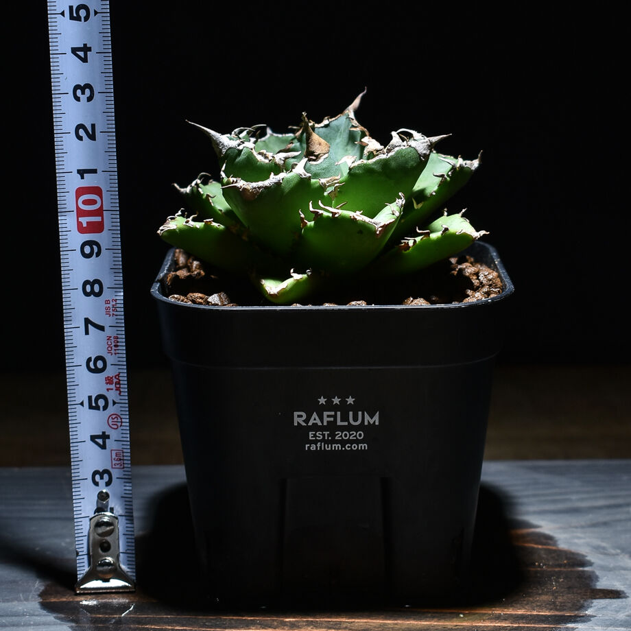 アガベ チタノタ 