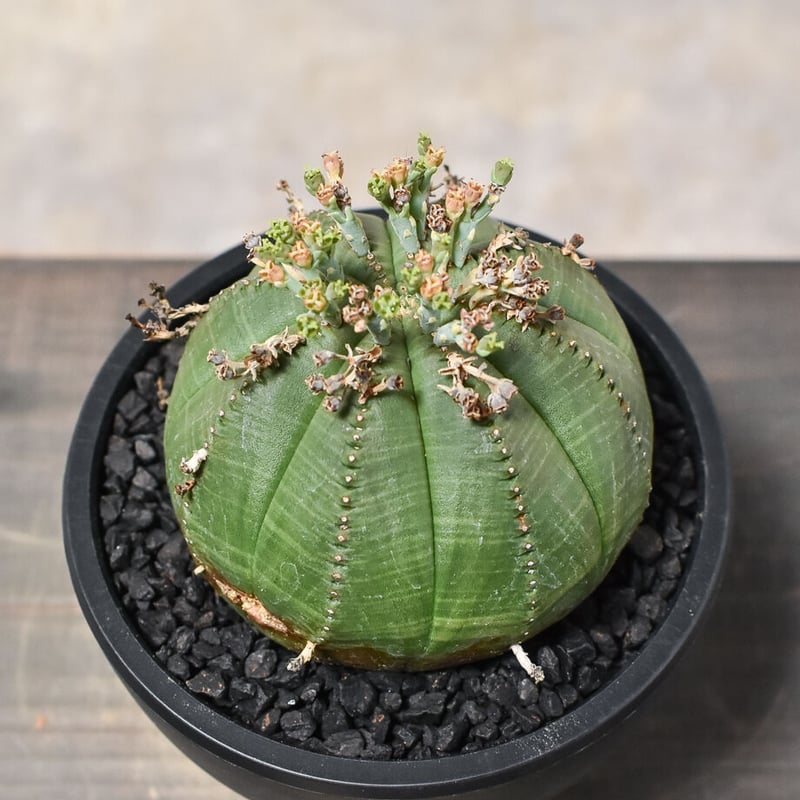 ユーフォルビア オベサ×バリダ 