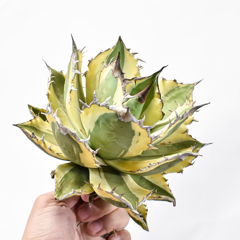 やまゆ］多肉植物アガベ チタノタ スナグルトゥース 35株 アガベ