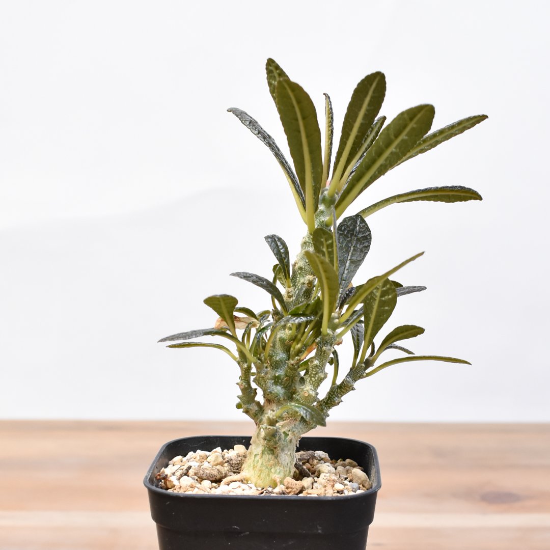 ヤ*ル様 ドルステニアギガス 実生株 ドルステニア ギガス【実生】B | RAFLUM / ラフラム｜東京、大阪