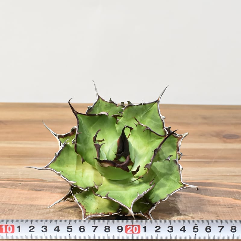 アガベ チタノタ ハデス （黒帝斯 恐竜牙歯） dragon agave産 1特厳選 アガベ チタノタ ハデス 黒帝斯 Agave titanota Hades 恐竜牙