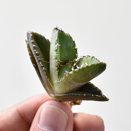 CATEGORY アガベ チタノタ 皇冠 | RAFLUM / ラフラム｜東京、大阪の