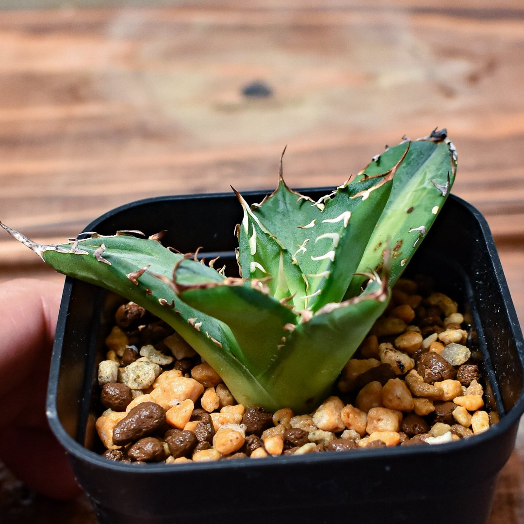 アガベ チタノタ 巌流 国産古株 胴切り 子株 【公式通販】