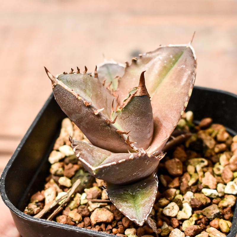 アガベ チタノタ［Agave titanota］大株