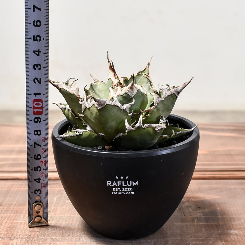 アガベ チタノタ シーザー / 凱撒 【台湾産/中株/発根済み】RF231615