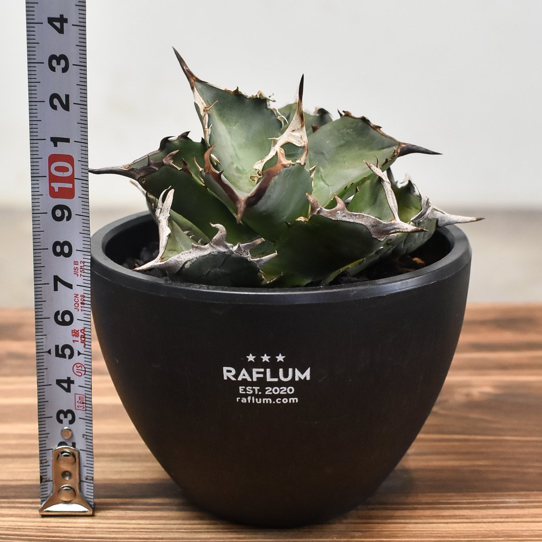 アガベ チタノタ 阿修羅 AS7 アガベ チタノタ 阿修羅 親株 ※鉢付き