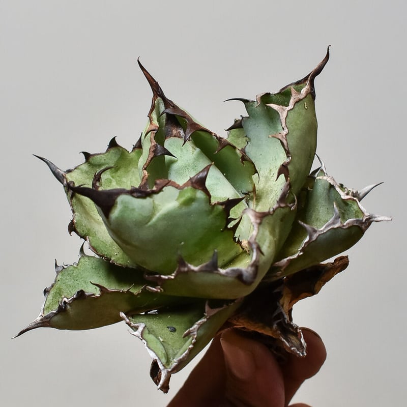 アガベ チタノタ ブラックアンドブルー 