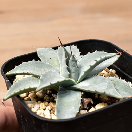 CATEGORY アガベ ハイブリット 象牙妖炎×黑帝斯 / エボリスピナ×ハデス