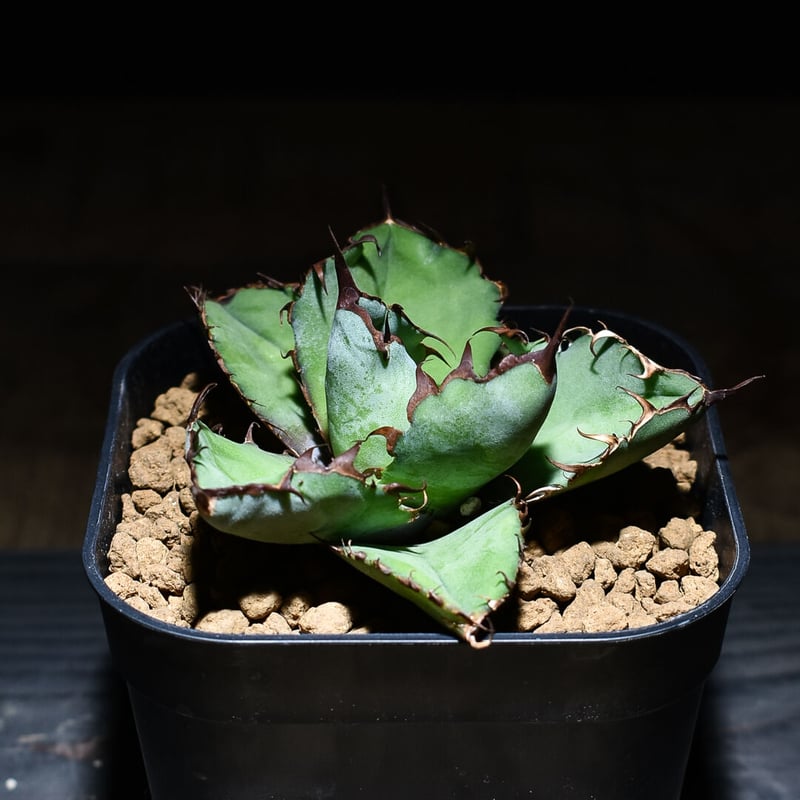 アガベ 金剛狼 特選